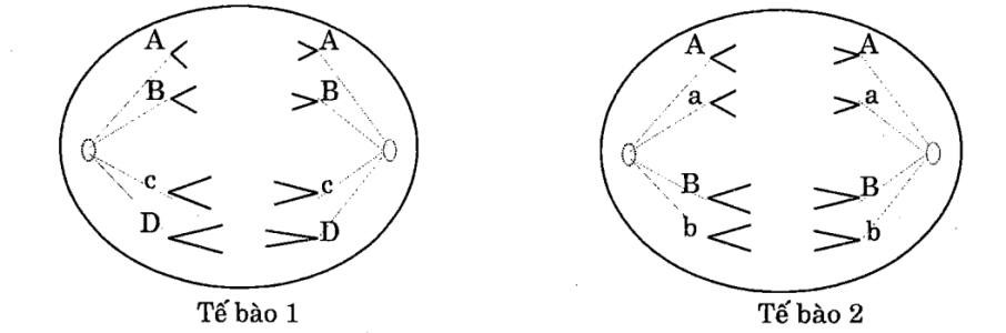 Cho biết 2 tế bào sau đang thực hiện quá trình phân bào bình thường. Các chữ cái kí hiệu cho các nhiễm sắc thể.  (ảnh 1)