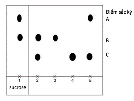 Năm loại disaccharide được thủy phân bằng acid loãng và các sản phẩm thu được đã phân tách bằng sắc ký. Sắc ký đồ cuối cùng được hiển thị như hình bên.  (ảnh 1)