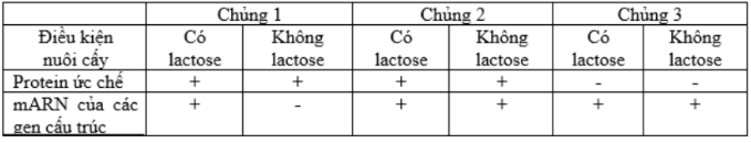 Khi nghiên cứu về hoạt động của operon lac ở ba chủng vi khuẩn E. coli, người ta thu được bảng kết quả ngắn gọn như sau: (ảnh 1)