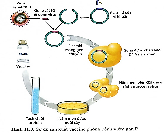 Hình bên mô tả quy trình trình sản xuất vaccine phòng bệnh viêm gan B do virus Hepatitis B.  Theo lý thuyết, mỗi nhận định sau đây là Đúng hay Sai? (ảnh 1)