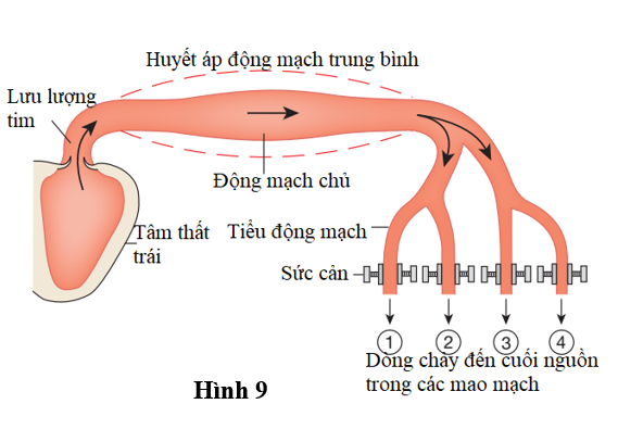 Hình 9 mô phỏng đơn giản một phần của vòng tuần hoàn hệ thống. Biết rằng do tác động của các tín hiệu bên trong làm sức cản trong mạch 1 và 2 tăng (ảnh 1)
