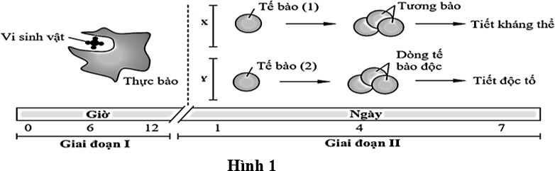 Hình 1 mô tả quá trình đáp ứng miễn dịch (X, Y) của cơ thể khi một loại vi sinh vật xâm nhập qua hàng rào bảo vệ tự nhiên của da, vượt qua lớp biểu mô và tiến vào bên trong cơ thể. (ảnh 1)