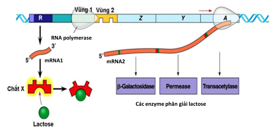 Khi nói về operon Lac ở vi khuẩn E. coli (hình 7), các phát biểu sau đây đúng hay sai? (ảnh 1)