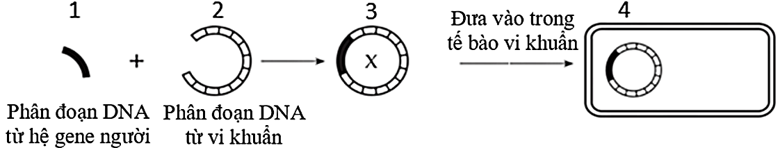 Sơ đồ hình bên mô tả kỹ thuật chuyển gene từ tế bào người vào vi khuẩn. Theo sơ đồ này, gene người được biểu hiện ở cấu trúc số mấy? (ảnh 1)