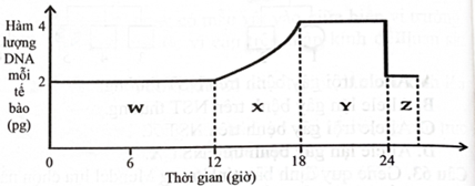Để nghiên cứu sự thay đổi hàm lượng DNA trong một chu kì tế bào thực vật, các nhà khoa học đã thêm các nucleotide loại thymine đánh dấu phóng xạ vào môi trường nuôi cấy tế bào lúc 0 giờ. (ảnh 1)
