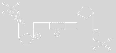 Hình vẽ dưới đây cho thấy các loại liên kết trong phân tử DNA (ảnh 1)
