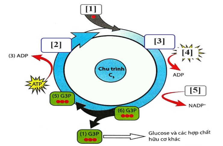 Trong quang hợp, hình dưới đây mô tả pha tối trong quang hợp ở tế bào thực vật. Hãy điền tên các chất 1,2,3,4,5. (ảnh 1)