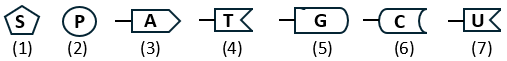 Hình sau mô tả các thành phần cấu trúc của nucleic acid, trong đó (1) là đường pentose, (2) là nhóm phosphate, từ (3) đến (7) là các nitrogeneous base.   Đơn phân của RNA không có thành phần số 	A. (7).	B. (4).	C. (1).	D. (2). (ảnh 1)