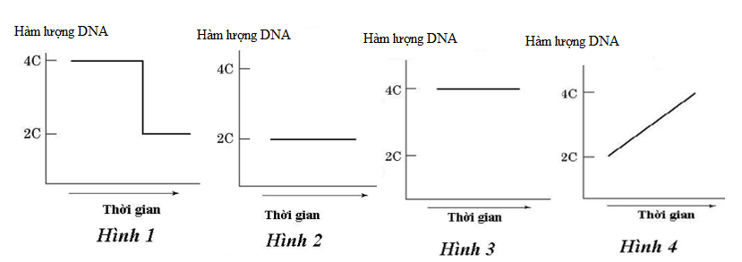 Các hình 1, 2, 3, 4 dưới đây mô tả sự thay đổi hàm lượng DNA trong tế bào của một cơ thể động vật lưỡng bội ở các pha khác nhau của chu kì tế bào. Hình số mấy diễn ra quá trình nhân đôi DNA trong tế bào? (ảnh 1)