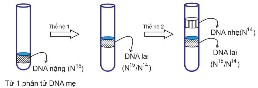 Trong một thí nghiệm, cho một phân tử DNA nặng N15 (N15 là một chất phóng xạ nặng hơn chất phóng xạ thông thường N14) chuyển nuôi cấy vào một môi trường chứa N14, sau hai thế hệ thu được như hình. (ảnh 1)