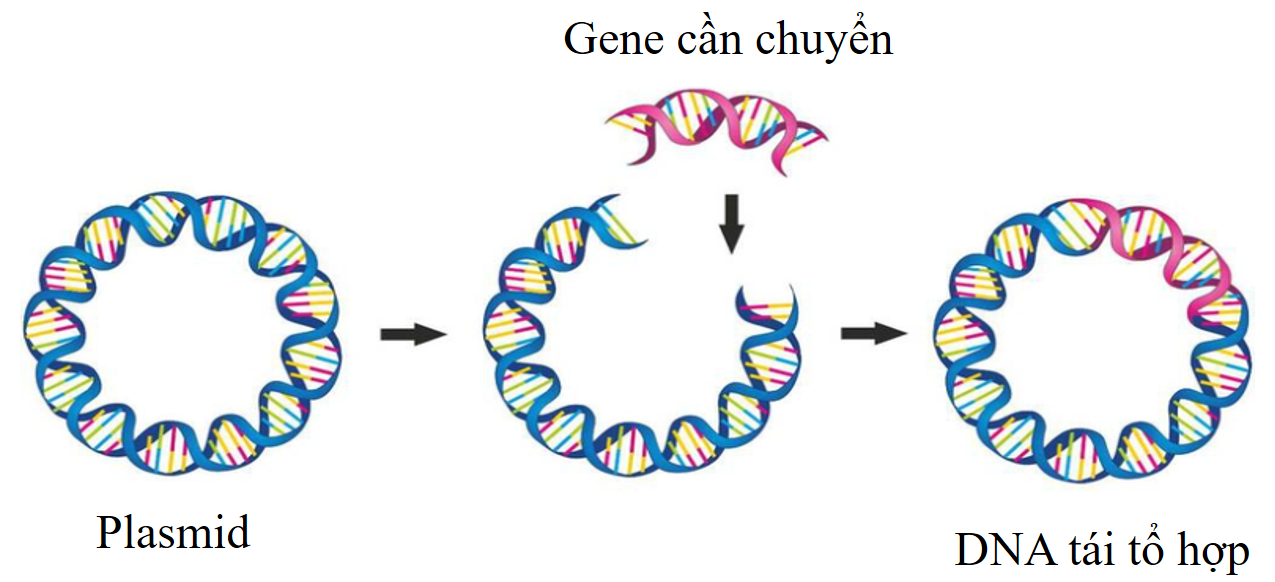 Câu 12.	Hình 1 minh họa quá trình hình thành DNA tái tổ hợp, một công nghệ sinh học quan trọng được sử dụng trong nghiên cứu và ứng dụng.  (ảnh 1)