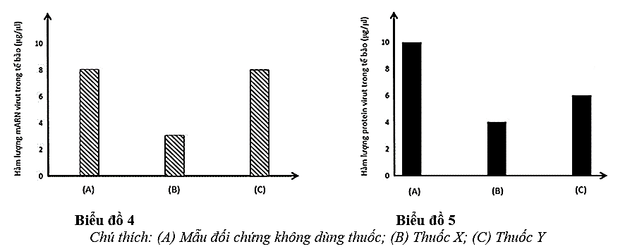 Để nghiên cứu tác động của 2 loại thuốc mới (thuốc X và Y) lên bệnh nhân nhiễm virus SARS-CoV-2, người ta tiến hành thử nghiệm trên tế bào người nuôi cấy invitro.  (ảnh 1)