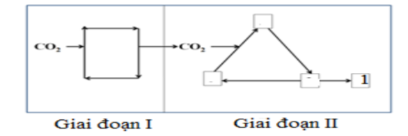 Hình dưới đây là sơ đồ mô tả pha tối của nhóm thực vật C4. Nghiên cứu sơ đồ và cho biết phát biểu nào sau đây sai? (ảnh 1)