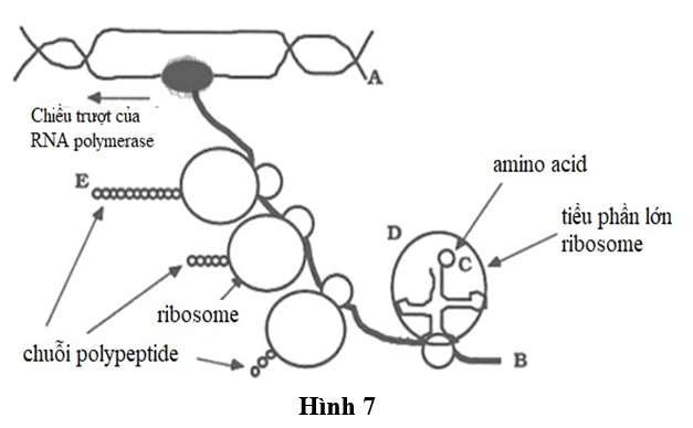 Hình 7 mô tả cơ chế biểu hiện thông tin di truyền ở vi khuẩn E.coli, là một loại vi khuẩn Gram âm sống trong đường tiêu hóa của người .  (ảnh 1)