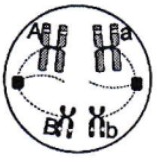 Người ta quan sát quá trình giảm phân bình thường của một tế bào (M) ở cơ thể động vật lưỡng bội và vẽ lại được một kì như hình bên. (ảnh 1)