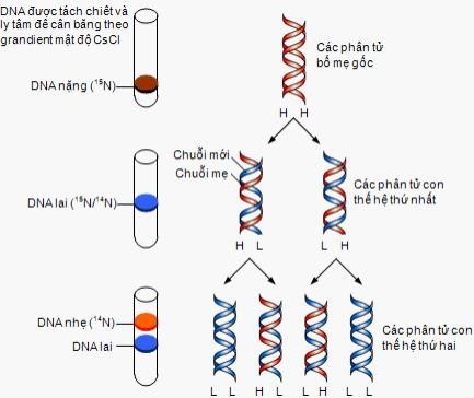 Nghiên cứu cơ chế tái bản DNA của 1 loài sinh vật trong phòng thí nghiệm, các nhà khoa học thu được kết quả như hình dưới đây. (ảnh 1)