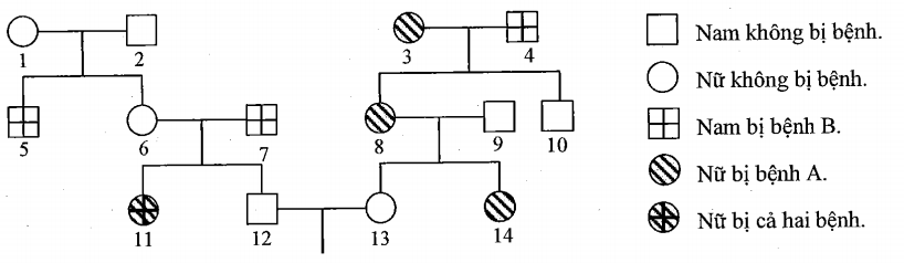 Phả hệ ở hình dưới đây mô tả sự di truyền 2 bệnh ở người, mỗi bệnh đều do một gene có 2 allele quy định. Trong đó gene quy định bệnh B nằm ở vùng không tương đồng trên nhiễm sắc thể giới tính X (ảnh 1)