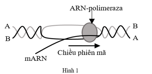 Một nhóm nghiên cứu đã tiến hành thí nghiệm tổng hợp DNA, RNA, protein nhân tạo bằng cách bố trí ba ống nghiệm I, II và III bổ sung thêm các thành phần như Bảng 1. (ảnh 1)