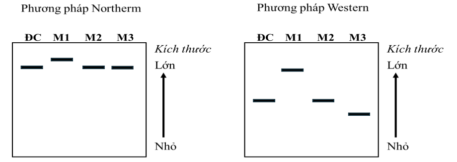 Có 3 loại đột biến xảy ra ở cùng một gene, kí hiệu các thể đột biến này lần lượt là M1, M2 và M3. Để xác định các dạng đột biến trên thuộc loại nào, người ta dùng phương pháp Northern (phân tích RNA) (ảnh 1)