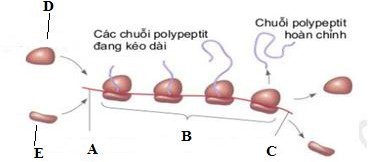 H&igrave;nh dưới m&ocirc; tả hiện tượng xảy ra trong dịch m&atilde;. Quan s&aacute;t h&igrave;nh v&agrave; cho biết khẳng định n&agrave;o sau đ&acirc;y l&agrave; đ&uacute;ng? (ảnh 1)