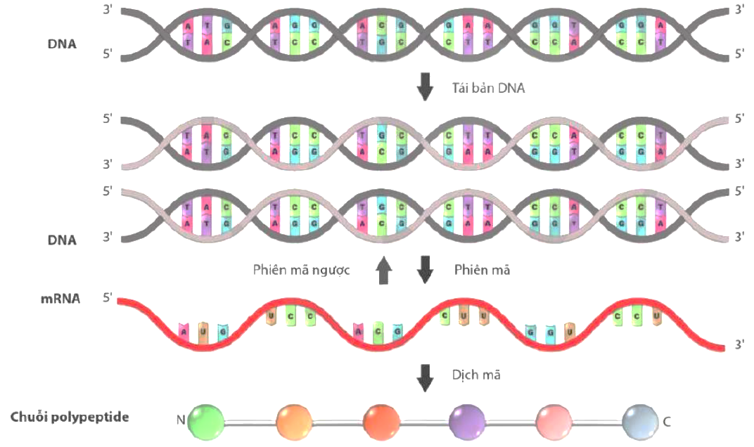Hình dưới đây mô tả quá trình truyền thông tin di truyền ở cấp độ phân tử. Có bao nhiêu cơ chế di truyền không xảy ra trong nhân? (ảnh 1)