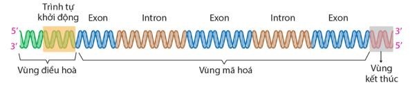 Hình dưới đây mô tả cấu trúc của một gene.      Gene này không có trong tế bào của sinh vật nào dưới đây?  A. Vi khuẩn.  	 	B. Nấm. 	 	 	C. Thực vật.  	 	D. Động vật.  (ảnh 1)