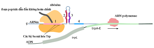 Một số vi khuẩn có cơ chế bổ sung để điều hòa tổng hợp các enzyme tham gia vào quá trình sinh tổng hợp trytophan (Trp).  (ảnh 3)