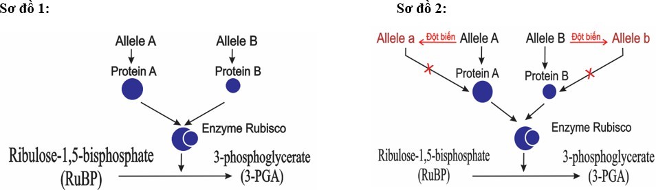 Hai gene mã hoá cho tiểu phần lớn và tiểu phần nhỏ của enzyme Rubisco. Một trong hai gene đột biến dẫn tới enzyme không có hoạt tính xúc tác phản ứng cố định CO2 trong quang hợp. (ảnh 1)