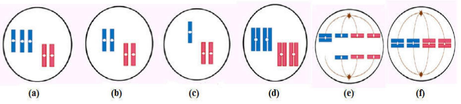 Khi quan sát quá trình phân bào của một tế bào sinh dưỡng trên một cơ thể thực vật có bộ nhiễm sắc thể lưỡng bội 2n, một học sinh vẽ lại được sơ đồ với đầy đủ các giai đoạn khác nhau được mô tả ở hình bên dưới.  (ảnh 1)