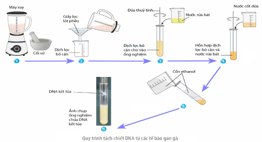 Hình sau mô tả quy trình tách chiết DNA từ gan gà. Theo lý thuyết, phát biểu nào sau đây đúng? (ảnh 1)