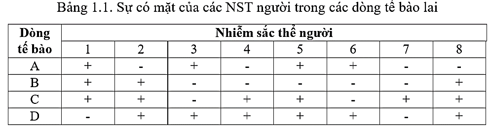 Hai enzyme X và Y xúc tác con đường chuyển hóa chất A thành chất C thông qua chất trung gian B ở động vật có vú. Nhằm xác định các gene Xh và Yh (gene mã hóa enzyme X và Y của người) (ảnh 1)