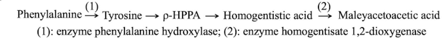 Sơ đồ sau mô tả con đường chuyển hóa phenylalanine liên quan đến 2 bệnh chuyển hóa di truyền ở người, gồm bệnh PKU và bệnh AKU: (ảnh 1)