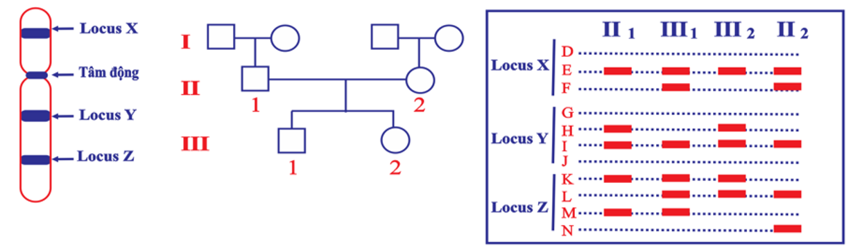 Câu 23.	Hội chứng Patau ở người là một bệnh di truyền gây ra do có ba NST số 13. Trên NST số 13 có ba locus gene X, Y và Z, trong đó locus Y ở gần tâm động (Hình 8)  (ảnh 1)