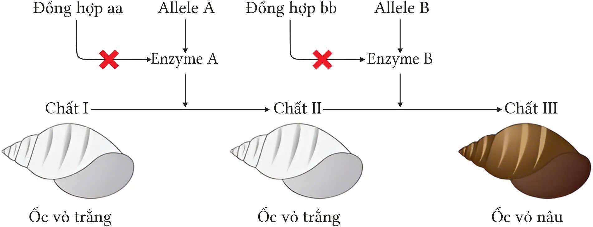 Khi nghiên cứu sự di truyền màu sắc vỏ ốc cho thấy (Physa heterostroha), xét 2 cặp gene phân li độc lập, các gene này quy định các enzyme khác nhau cũng tham gia vào một chuỗi phản ứng hóa sinh  (ảnh 1)