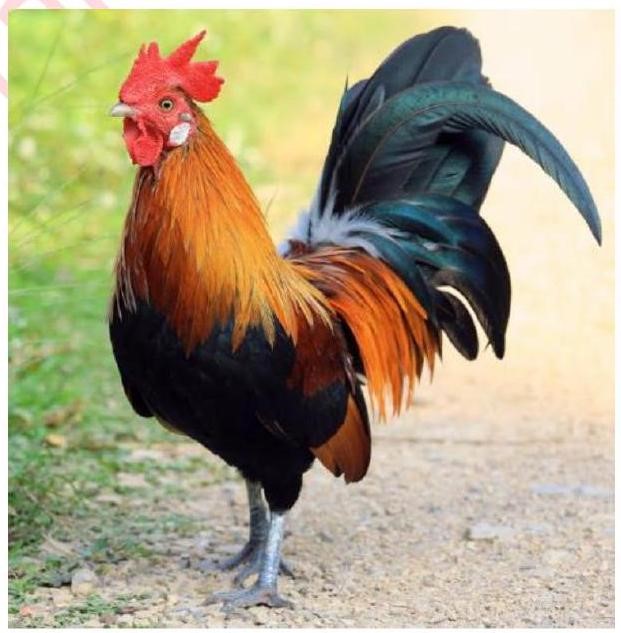 Chọn các danh từ trong ngoặc đơn để điền vào chỗ trống: (đuôi, bàn chân, cánh, mỏ, mào)   Gà trống ... tía .... đỏ sắc cờ Đôi ... to Bước đi oai vệ. (Theo Thanh Nga - Thanh Xiêm) (ảnh 1)