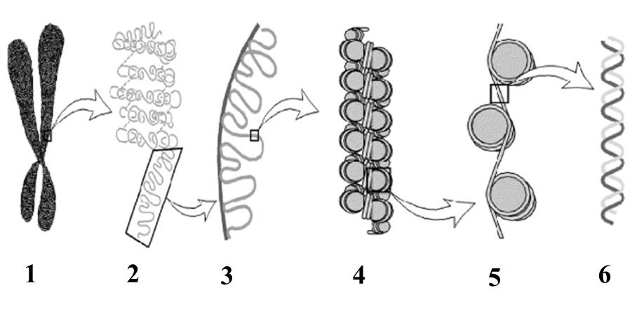 Quan sát hình  dưới đây về các bậc cấu trúc của nhiễm sắc thể ở sinh vật bậc cao. (ảnh 1)
