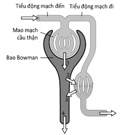 Ở người, thận là cơ quan đóng vai trò quan trọng trong quá trình điều hòa cân bằng nội môi của cơ thể. Thận có hoạt động chức năng chính là lọc máu (ảnh 1)
