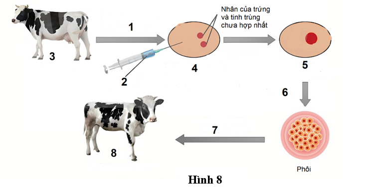 H&igrave;nh 8 m&ocirc; tả c&aacute;c giai đoạn của nguy&ecirc;n l&iacute; tạo động vật biến đổi gene. Theo l&yacute; thuyết, mỗi nhận định sau đ&acirc;y l&agrave; Đ&uacute;ng hay Sai? (ảnh 1)
