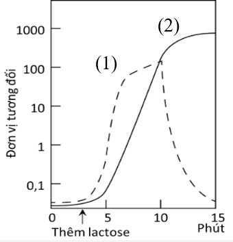 Hình sau cho thấy kết quả xác định mức biểu hiện (qua phiên mã và dịch mã) của gene Z mã hóa enzyme ẞ-galactosidase ở chủng E. coli kiểu dại (ảnh 1)