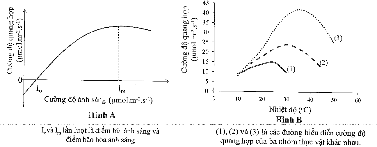 Mối quan hệ giữa cường độ quang hợp và cường độ ánh sáng và nhiệt độ được minh họa trong các hình A và hình B dưới đây. Trong đó, cường độ quang hợp được tính theo hàm lượng CO2 cây hấp thụ (đo tại thời điểm hấp thụ). Hãy cho biết: (ảnh 1)