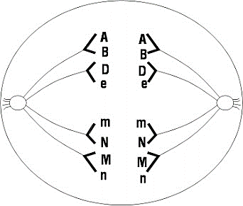 Hình vẽ bên mô tả tế bào (Y) trên một cây lưỡng bội X đang phân chia giảm phân. Biết rằng trên các NST có trong tế bào Y có các gen tương ứng là A, B, D, e, M, m, N, n). Theo lí thuyết, một tế bào lưỡng bội của cây X có số nhiễm sắc thể là bao nhiêu? (ảnh 1)