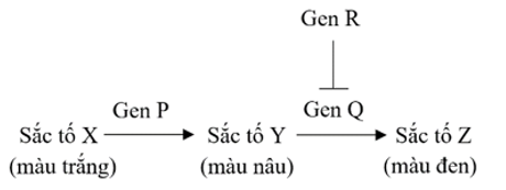 Ở chuột, sắc tố tạo nên màu lông được quy định bởi ba gen P, Q và R nằm trên ba nhiễm sắc thể riêng biệt. Mỗi gen trên đều có hai alen, trong đó các alen lặn (p, q, r) không tạo thành protein chức năng. (ảnh 2)