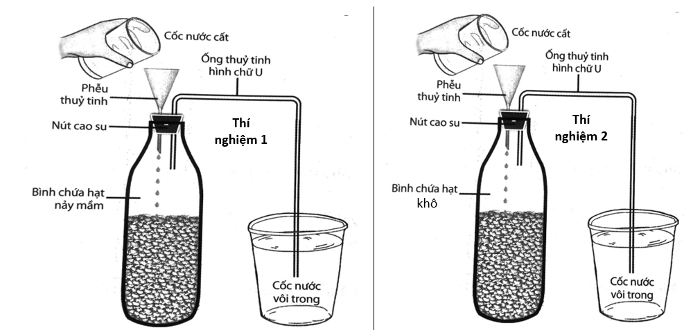 Để thực hiện thí nghiệm về quá trình hô hấp ở thực vật, học sinh đã tiến hành thí nghiệm được mô tả ở hình dưới: thí nghiệm 1 sử dụng hạt đang nảy mầm, thí nghiệm 2 sử dụng dạt khô,  (ảnh 1)