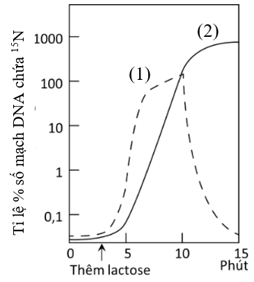 Hình sau cho thấy kết quả xác định mức biểu hiện (qua phiên mã và dịch mã) của gene Z mã hóa enzyme ẞ-galactosidase ở chủng E (ảnh 1)