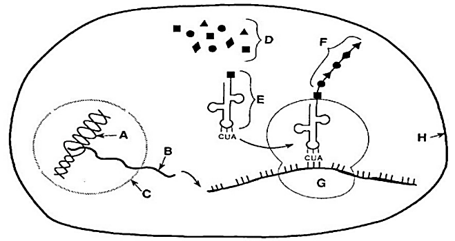 Sơ đồ dưới đ&acirc;y thể hiện c&aacute;c th&agrave;nh phần v&agrave; cơ chế di truyền xảy ra trong tế b&agrave;o. Ph&aacute;t biểu n&agrave;o sau đ&acirc;y sai? (ảnh 1)