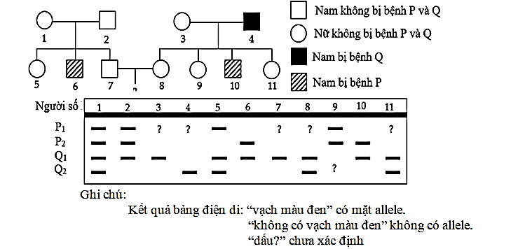 Câu 1.	Cho phả hệ sau:   Cho biết không xảy ra đột biến và bệnh P do gene P có 2 allele là P1 và P2 quy định; Bệnh Q do gene Q có 2 allele là Q1 và Q2 quy định, gene quy định bệnh P và Q phân li độc lập.  (ảnh 1)