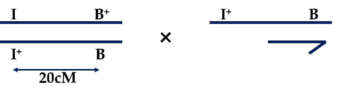 Ở ruồi giấm (Drosophila melanogaster), mắt dẹt là kiểu hình đột biến do allele B quy định, trội hoàn toàn so với mắt bình thường (mắt kiểu dại) được quy định bởi allele B+ (ảnh 1)
