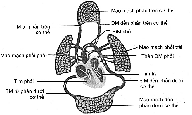 Hình 12 mô tả vòng tuần hoàn phổi và vòng tuần hoàn hệ thống ở người. (ảnh 1)