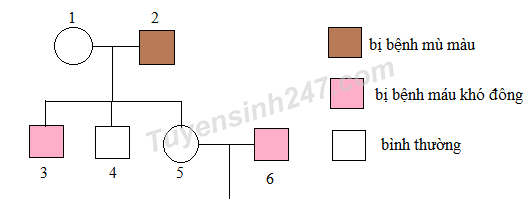 Ở người, alen A quy định kiểu hình bình thường trội hoàn toàn so với alen a quy định bệnh mù màu, alen B quy định kiểu hình bình thường trội hoàn toàn so với alen b quy định máu khó đông. (ảnh 1)