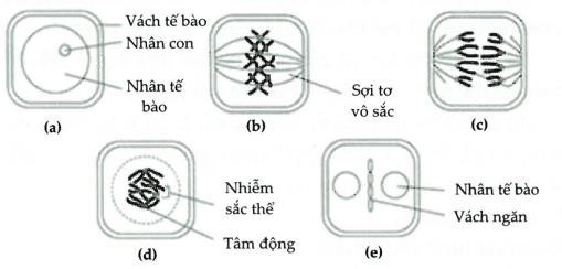 Khi quan s&aacute;t qu&aacute; tr&igrave;nh ph&acirc;n b&agrave;o của một tế b&agrave;o sinh dưỡng ở một lo&agrave;i sinh vật, một học sinh đ&atilde; vẽ lại sơ đồ sau: (ảnh 1)